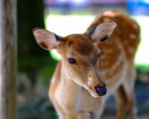 Preview wallpaper deer, fallow deer, muzzle, spotted