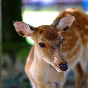 Preview wallpaper deer, fallow deer, muzzle, spotted