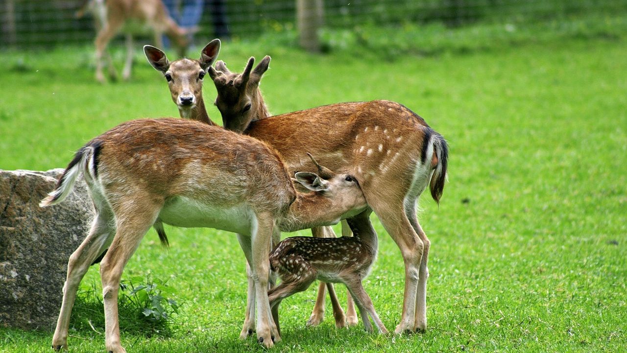 Wallpaper deer, family, food, care, grass, field