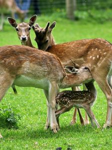 Preview wallpaper deer, family, food, care, grass, field