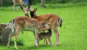 Preview wallpaper deer, family, food, care, grass, field