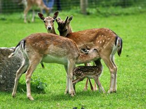 Preview wallpaper deer, family, food, care, grass, field