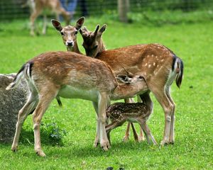 Preview wallpaper deer, family, food, care, grass, field