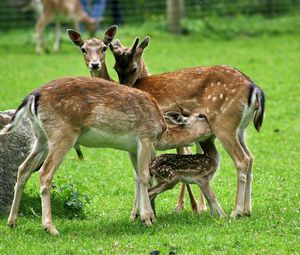 Preview wallpaper deer, family, food, care, grass, field