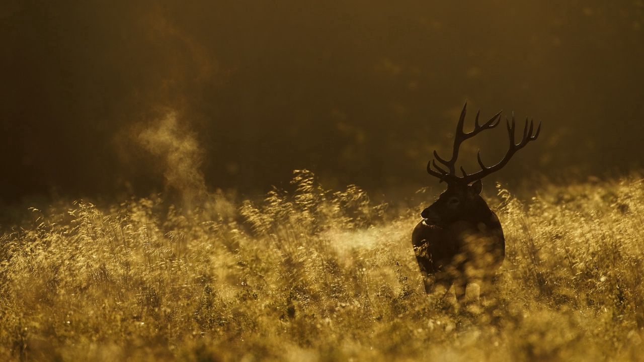 Wallpaper deer, field, grass, walking, dark