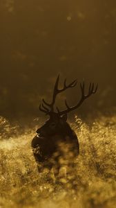 Preview wallpaper deer, field, grass, walking, dark