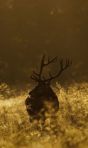 Preview wallpaper deer, field, grass, walking, dark