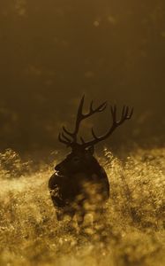 Preview wallpaper deer, field, grass, walking, dark