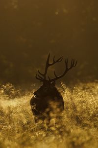 Preview wallpaper deer, field, grass, walking, dark