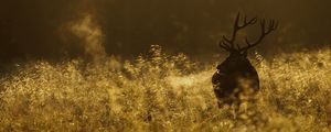 Preview wallpaper deer, field, grass, walking, dark