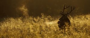 Preview wallpaper deer, field, grass, walking, dark