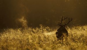 Preview wallpaper deer, field, grass, walking, dark