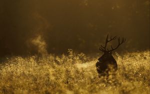 Preview wallpaper deer, field, grass, walking, dark