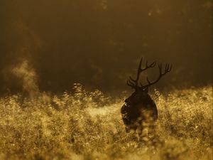 Preview wallpaper deer, field, grass, walking, dark