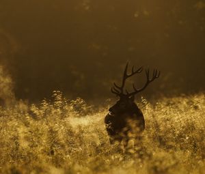 Preview wallpaper deer, field, grass, walking, dark