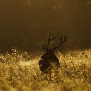 Preview wallpaper deer, field, grass, walking, dark