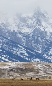 Preview wallpaper deer, field, mountain, snow, wildlife