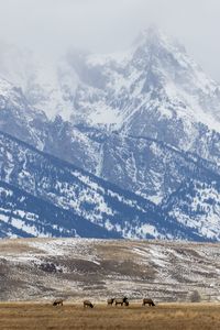 Preview wallpaper deer, field, mountain, snow, wildlife