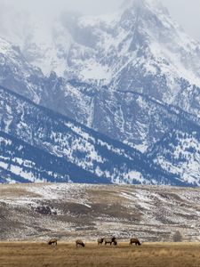 Preview wallpaper deer, field, mountain, snow, wildlife