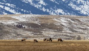 Preview wallpaper deer, field, mountain, snow, wildlife