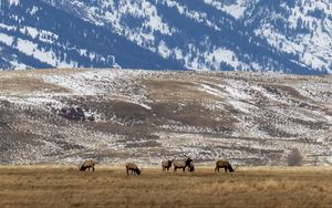 Preview wallpaper deer, field, mountain, snow, wildlife