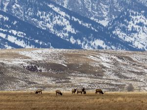 Preview wallpaper deer, field, mountain, snow, wildlife