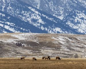 Preview wallpaper deer, field, mountain, snow, wildlife