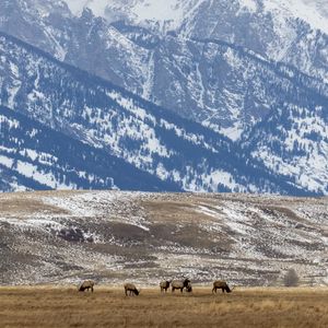 Preview wallpaper deer, field, mountain, snow, wildlife