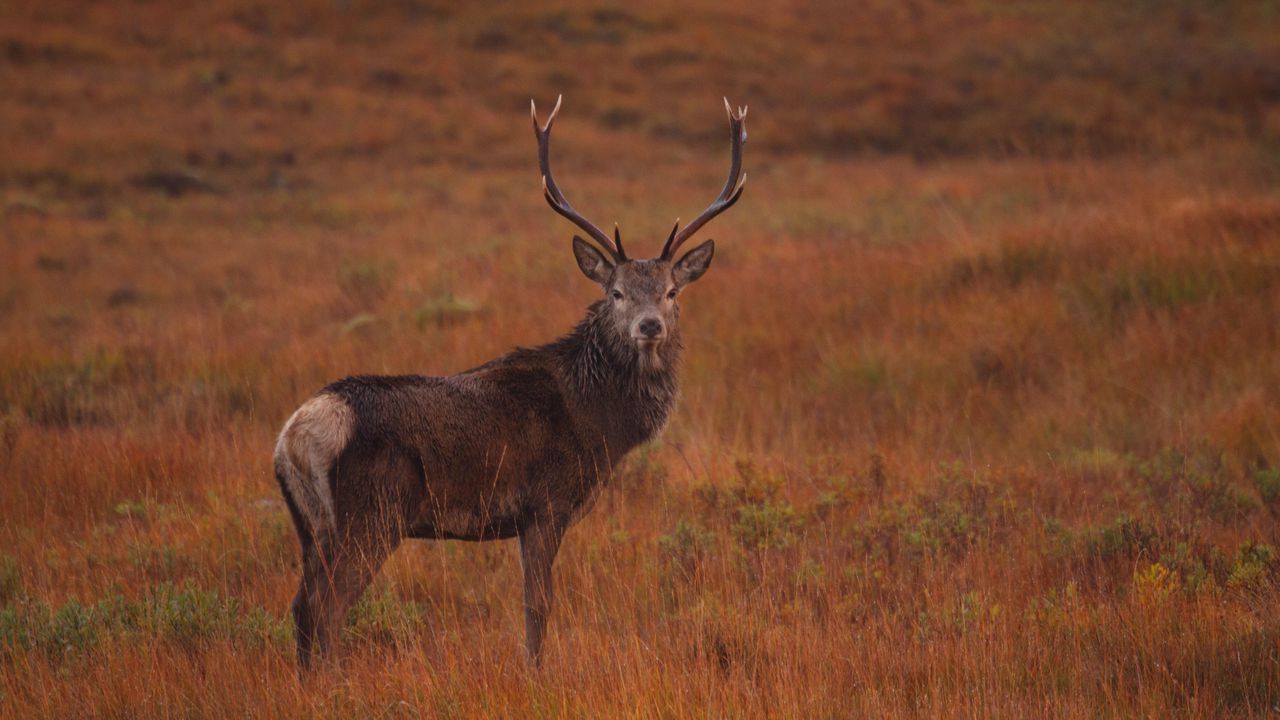 Wallpaper deer, field, wild animal, grass