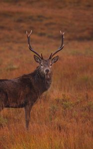 Preview wallpaper deer, field, wild animal, grass