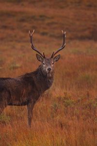 Preview wallpaper deer, field, wild animal, grass