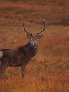 Preview wallpaper deer, field, wild animal, grass