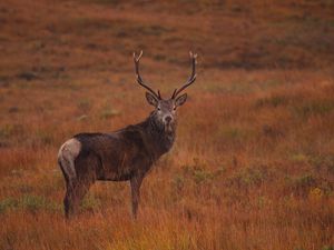 Preview wallpaper deer, field, wild animal, grass