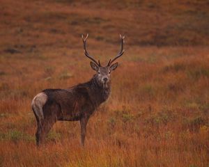 Preview wallpaper deer, field, wild animal, grass