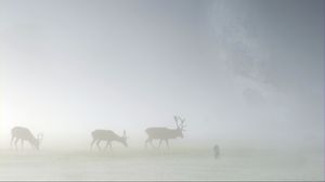 Preview wallpaper deer, fog, field, silhouette