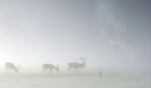 Preview wallpaper deer, fog, field, silhouette