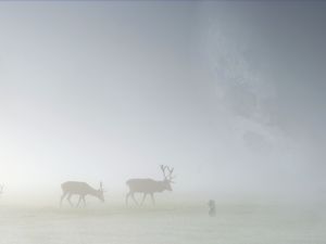 Preview wallpaper deer, fog, field, silhouette