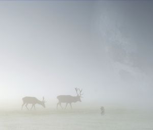 Preview wallpaper deer, fog, field, silhouette