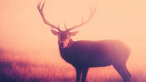 Preview wallpaper deer, fog horns, grass, stand