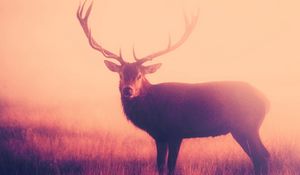 Preview wallpaper deer, fog horns, grass, stand