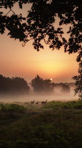 Preview wallpaper deer, fog, sunset, dusk, nature