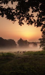 Preview wallpaper deer, fog, sunset, dusk, nature