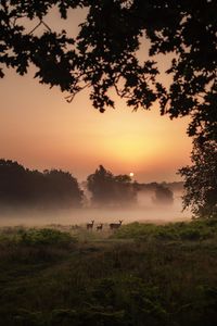 Preview wallpaper deer, fog, sunset, dusk, nature