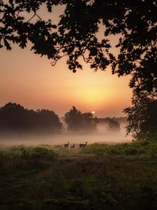 Preview wallpaper deer, fog, sunset, dusk, nature
