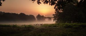 Preview wallpaper deer, fog, sunset, dusk, nature