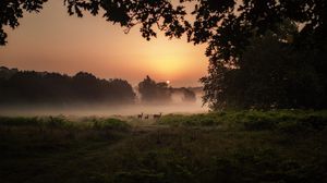 Preview wallpaper deer, fog, sunset, dusk, nature