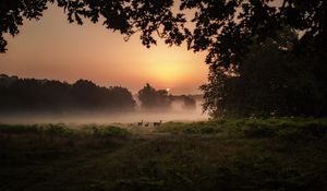 Preview wallpaper deer, fog, sunset, dusk, nature