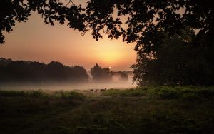 Preview wallpaper deer, fog, sunset, dusk, nature