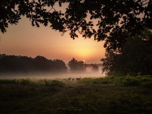 Preview wallpaper deer, fog, sunset, dusk, nature