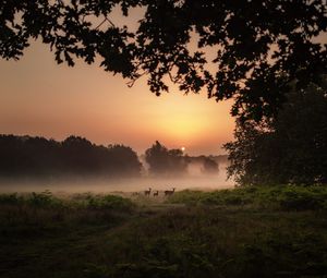 Preview wallpaper deer, fog, sunset, dusk, nature